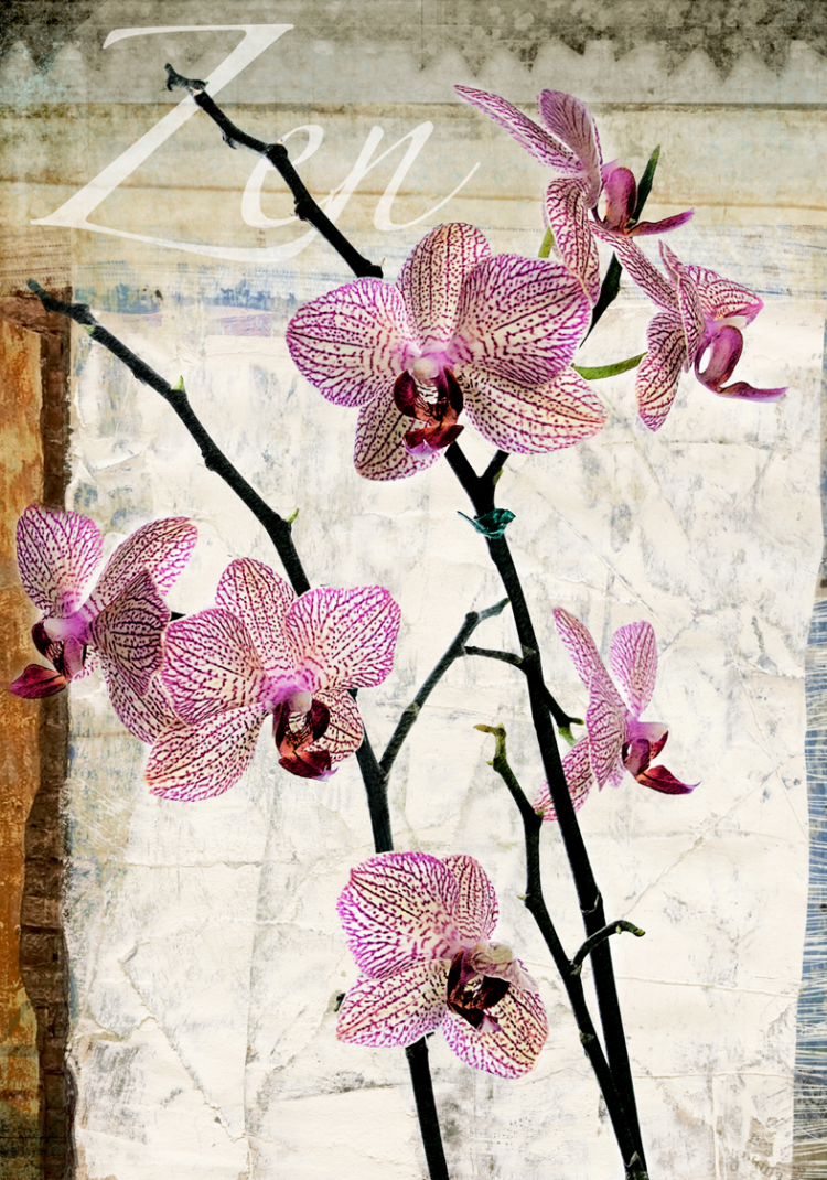 Orchids